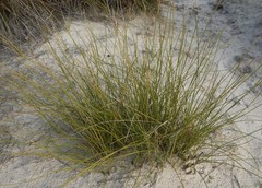 Lomandra juncea