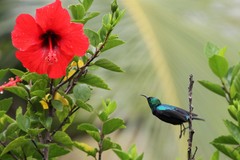 Cinnyris bifasciatus