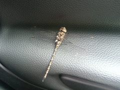 Gomphaeschna antilope