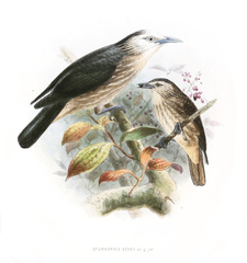 White-Faced Starling photo 3