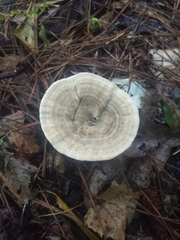 Microporellus dealbatus