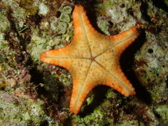 Choriaster granulatus
