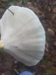 Microporellus dealbatus