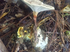 Microporellus dealbatus