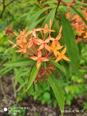 Ixora lobbii