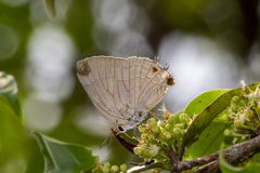 Allosmaitia strophius