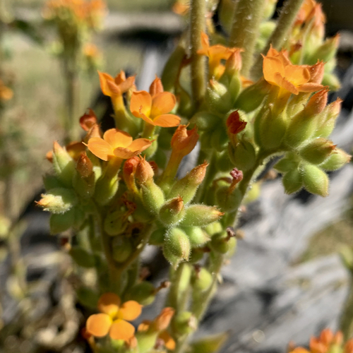 Kalanchoe image