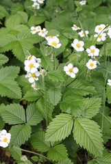 Fragaria moschata