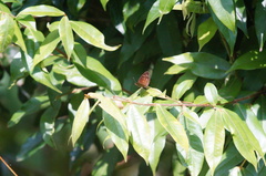 Anthanassa atronia