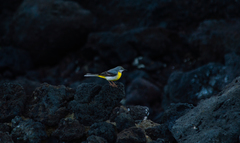 Motacilla cinerea patriciae