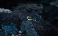 Motacilla cinerea patriciae