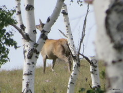 Cervus canadensis sibiricus