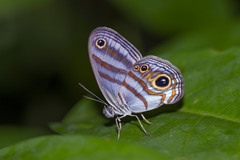 Chloreuptychia hewitsonii