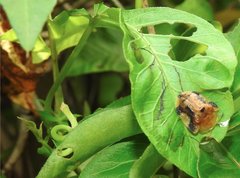 Laccoptera nepalensis