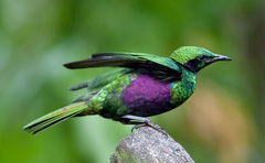 Emerald Starling photo 5