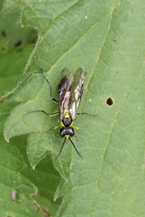 Tenthredo mesomela