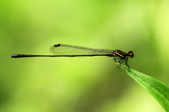 Prodasineura autumnalis