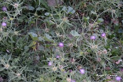 Centaurea × pouzinii