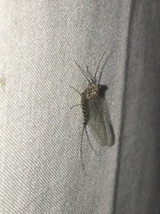 Siphlonurus alternatus