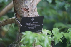 Dovyalis hebecarpa