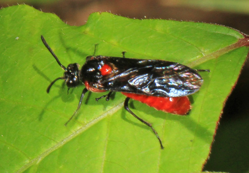 Poison Ivy Sawfly photo 3
