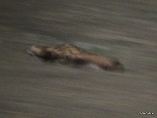 Marbled Polecat