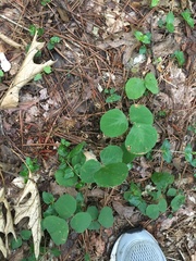 Desmodium rotundifolium