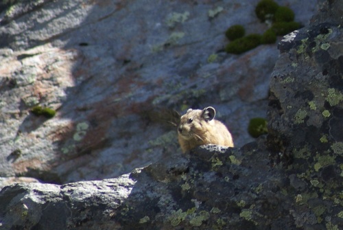 Alpine Pika