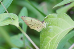 Abaeis salome jamapa