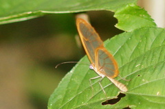 Pteronymia rufocincta