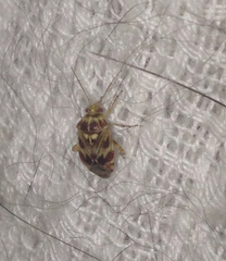 Tropidosteptes quercicola