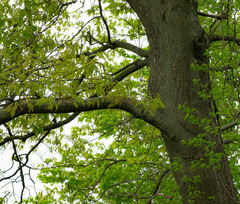 Quercus × heterophylla