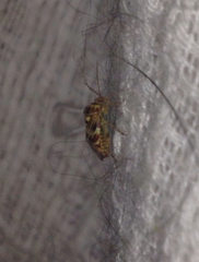 Tropidosteptes quercicola
