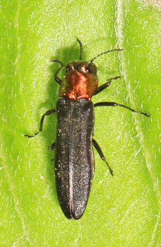 Red-necked Cane Borer photo 5