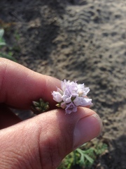Gilia capitata abrotanifolia
