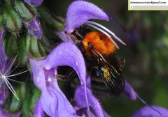 Bombus longipes