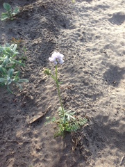 Gilia capitata abrotanifolia