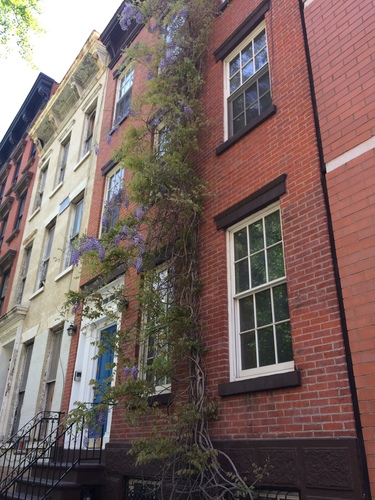 Wisteria plant photo (Wisteria sinensis)