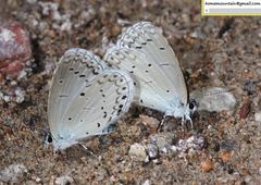 Celastrina filipjevi