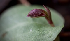 Corybas unguiculatus