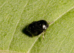 Clastoptera xanthocephala