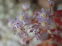 Sedum caeruleum