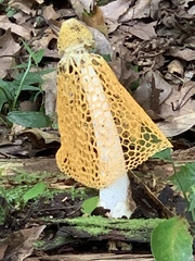 Phallus luteus