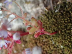 Sedum caeruleum