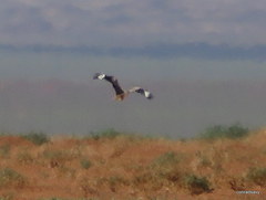 Chlamydotis macqueenii