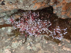 Sedum caeruleum