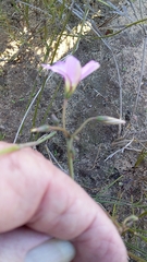 Oxalis lateriflora