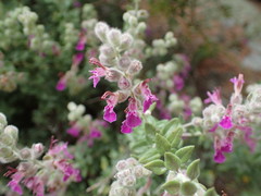 Teucrium marum