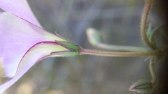 Oxalis lateriflora