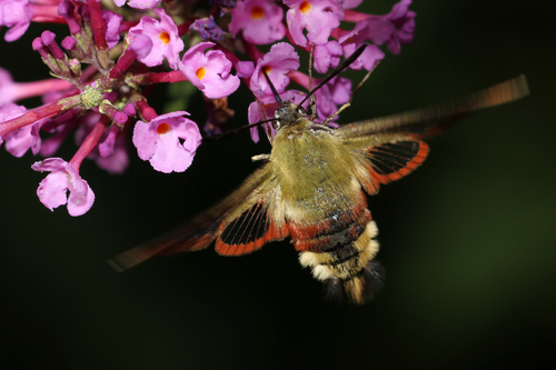 Broad-bordered Bee Hawkmoth